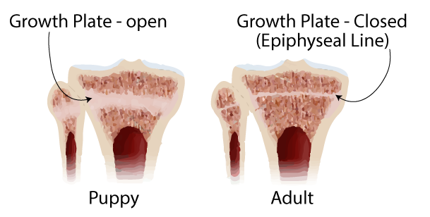 Growth plates in bones for puppies and adult dogs compared