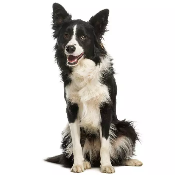 Border Collie: Dog Breed Characteristics & Care