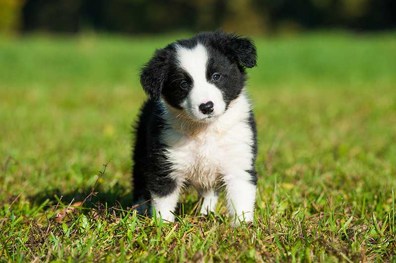 About The Breed: Border Collie