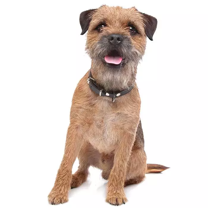 what are the different types of terrier dogs