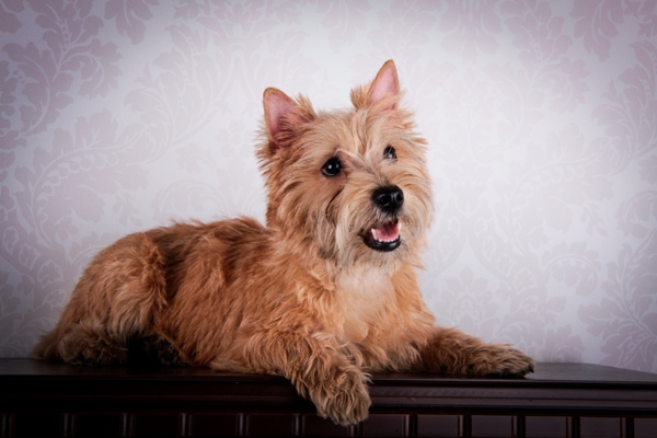 Cairn Terrier Dog Breed Information Temperament And Health