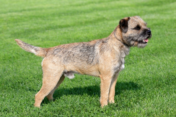 Border Terrier Bow Wow Meow Pet Insurance