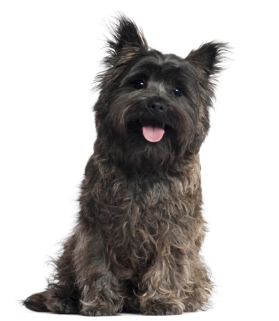 Cairn Terrier Bow Wow Meow Pet Insurance