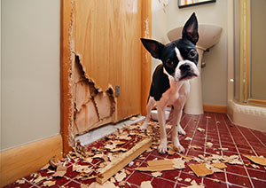 boston-terrier-seperation-anxiety-stress-destroyed-door Boston Terrier Bow Wow Meow Pet Insurance