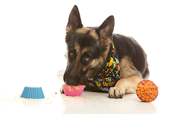 bowwow-pupcakes-shepherd-eating-dog-birthday