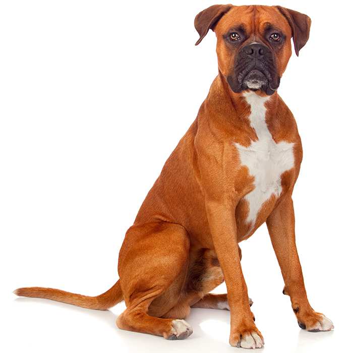 Boxer Dog Breed Information | Temperament & Health