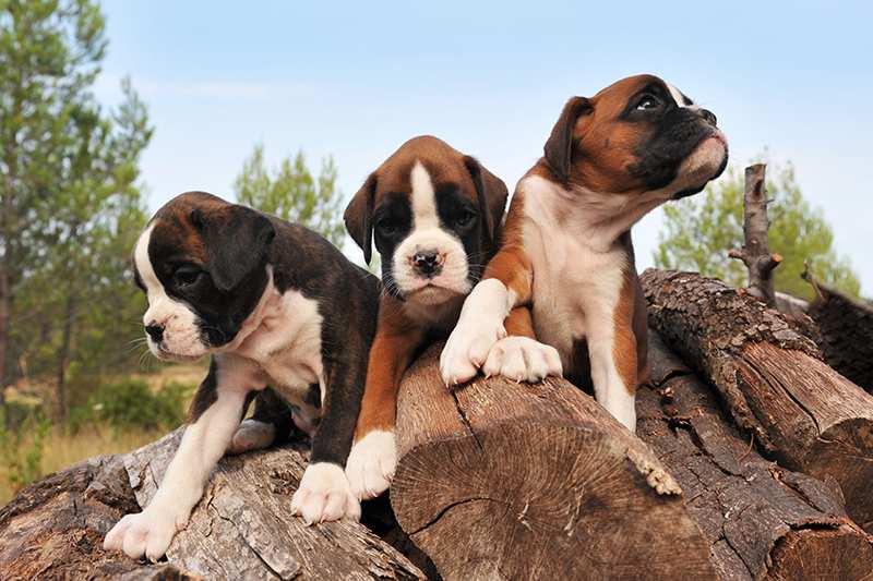 boxer-puppies-playing-on-tree-log