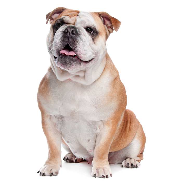 British Bulldog Breed: Profile, Personality, Facts