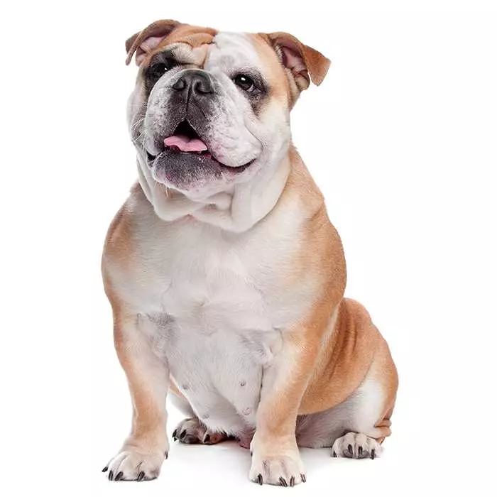 are british bulldogs good dogs