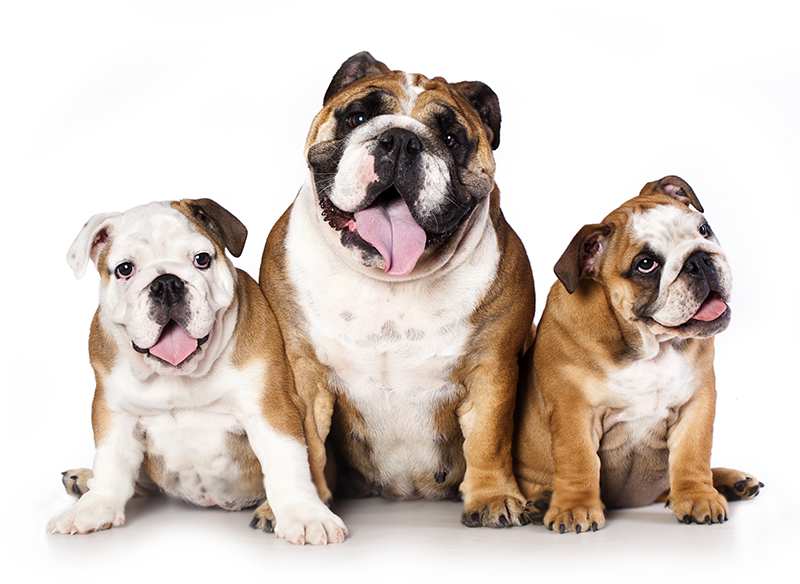 british-english-bulldog-mother-with-puppies