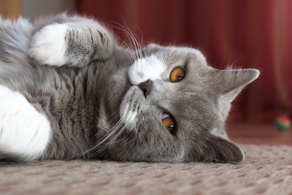 British Shorthair Cat Lying Down British Shorthair Cat Bow Wow Meow Pet Insurance