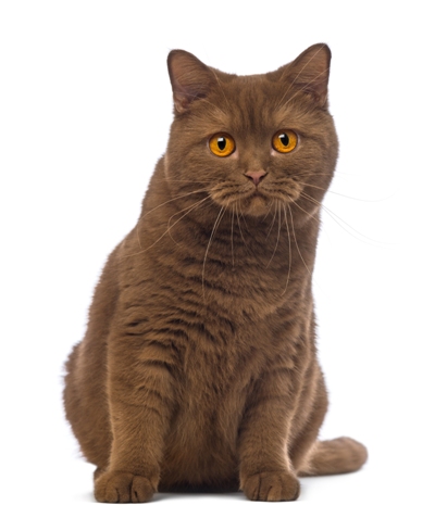 British Shorthair Cat Bow Wow Meow Pet Insurance