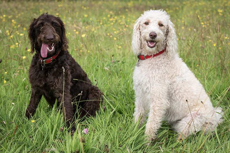 Labradoodle Bow Wow Meow Pet Insurance