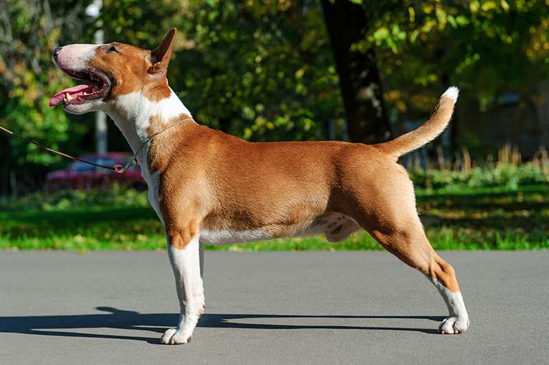 Bull Terrier, bullterrier-standing-for-show
