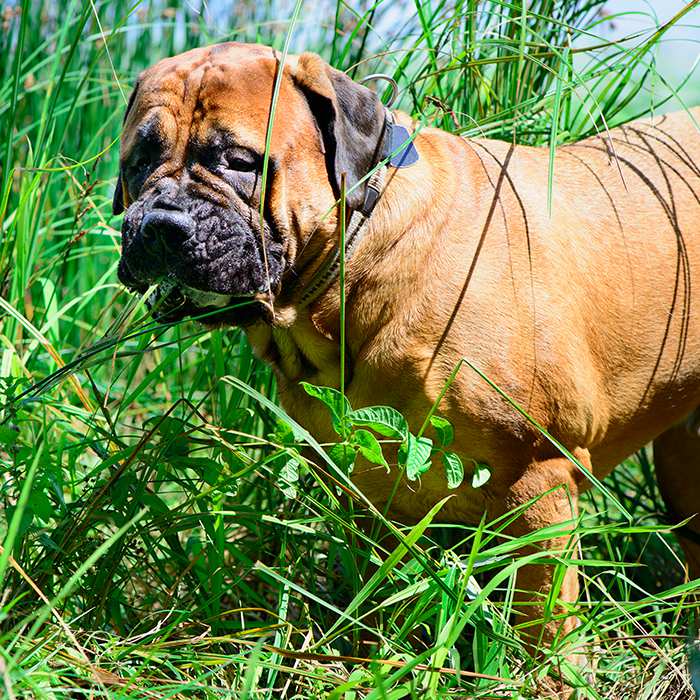 bullmastiff-eating-grass