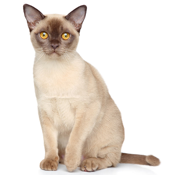 Burmese Cat Breed Personality Traits And Facts Burmese Cat Breed Personality Traits And Facts