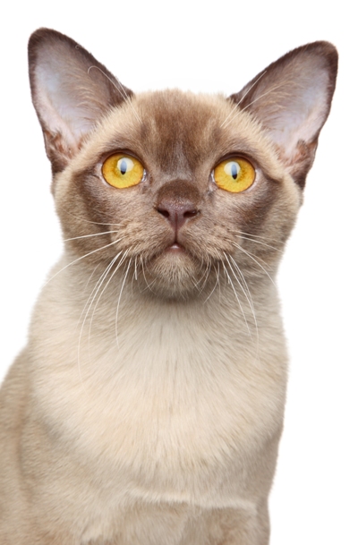 Burmese Cat Bow Wow Meow Pet Insurance