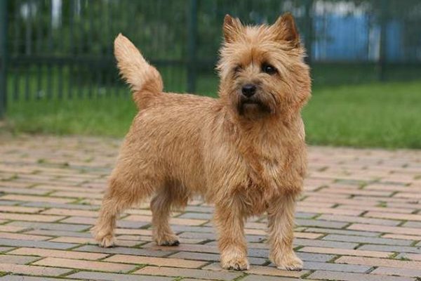 cairn-terrier-standing-in-yard