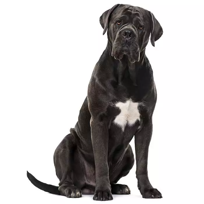 Cane Corso Dog Breed History & Characteristics