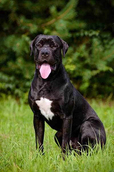 cane-corso-black-sitting-in-grass Cane Corso Bow Wow Meow Pet Insurance
