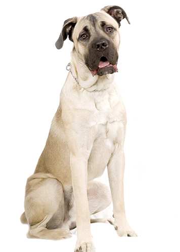 Cane Corso Dog Breed Information Temperament Health