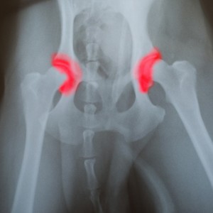 canine-hip-xray-with-red-marker-300×300