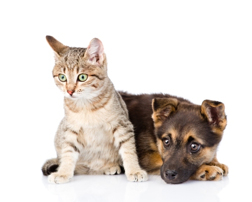 Cat and Dog Living Together