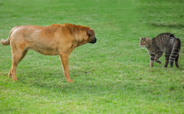 Cat and Dog Meeting