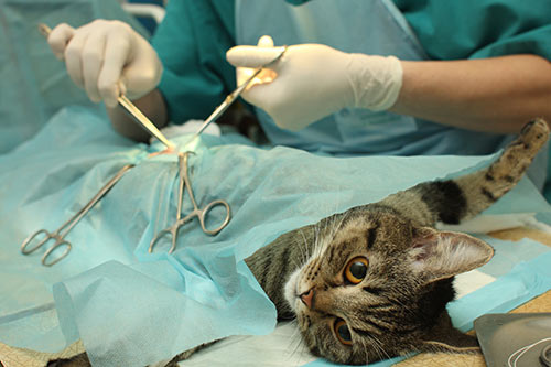 cat în timpul procedurii de castrare desexing chirurgie anestezice complete desexing cat