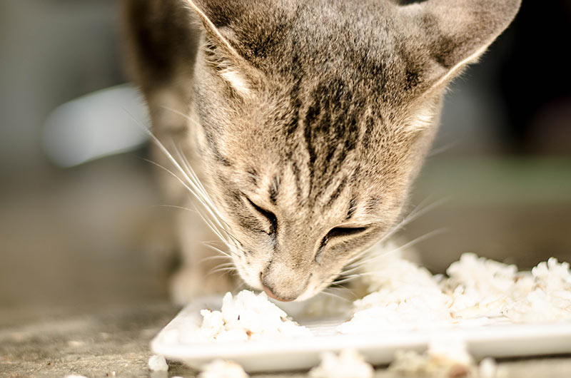 cat eating chicken and rice. Colitis in cats, feline colitis, diarrhoea in cats