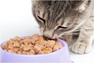 Cat eating food