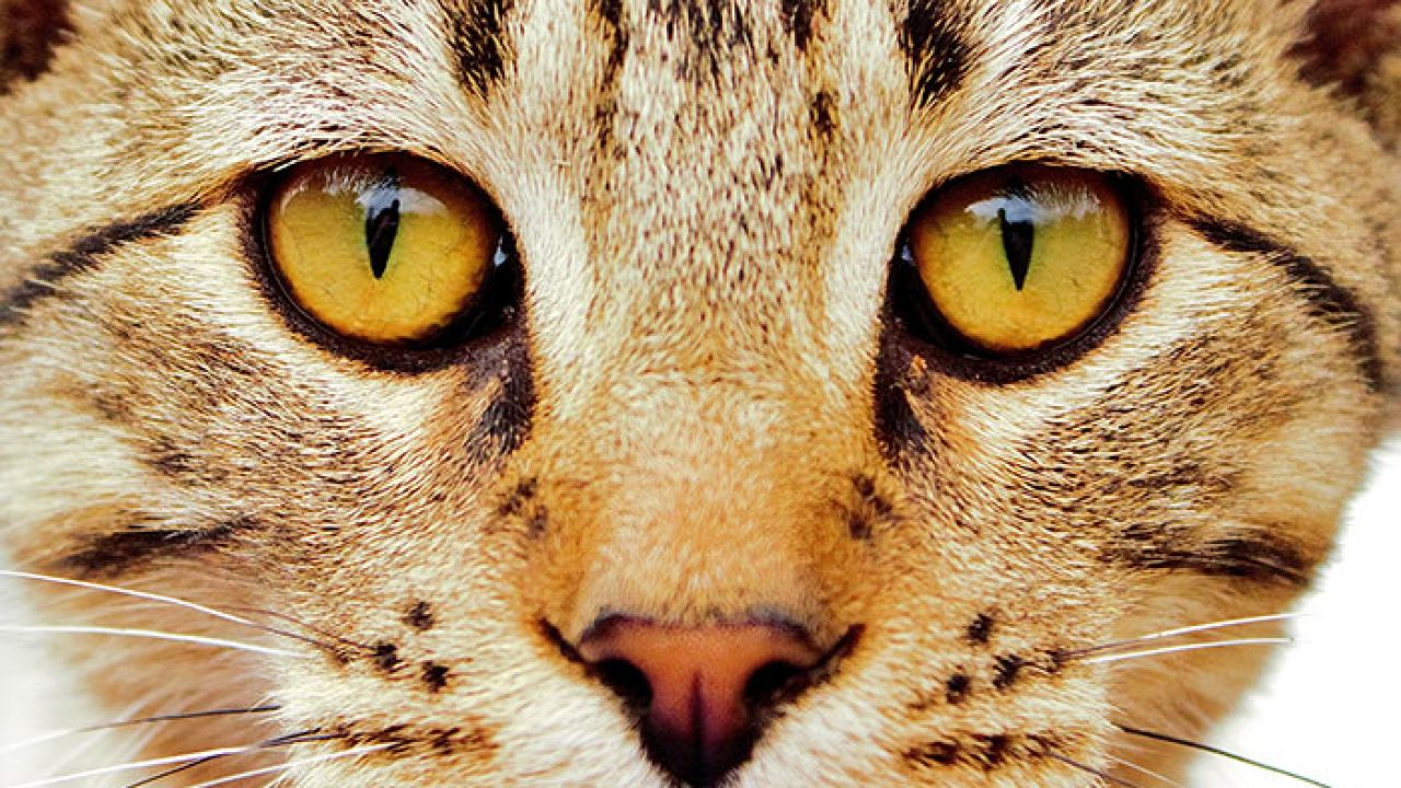 Veterinary Practice Feline Eye Symptoms