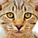 Eye (ocular) anomaly in dogs and cats