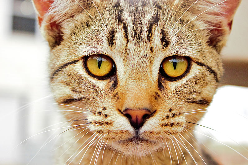 cat eyes close up