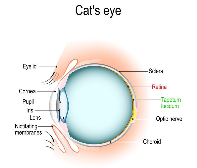 cat feline eye anatomy diagram