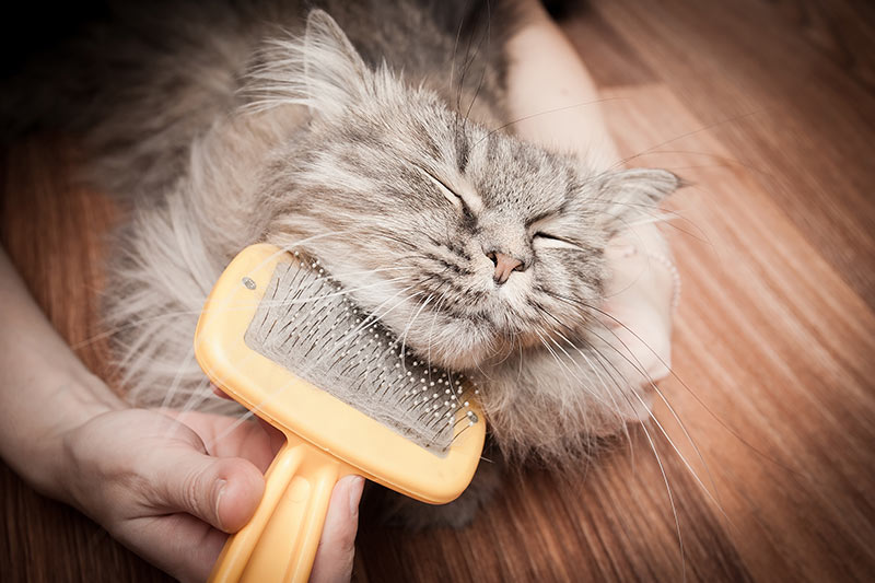 cat grooming with brush ragdoll cat hair ball hairball Trichobezoars