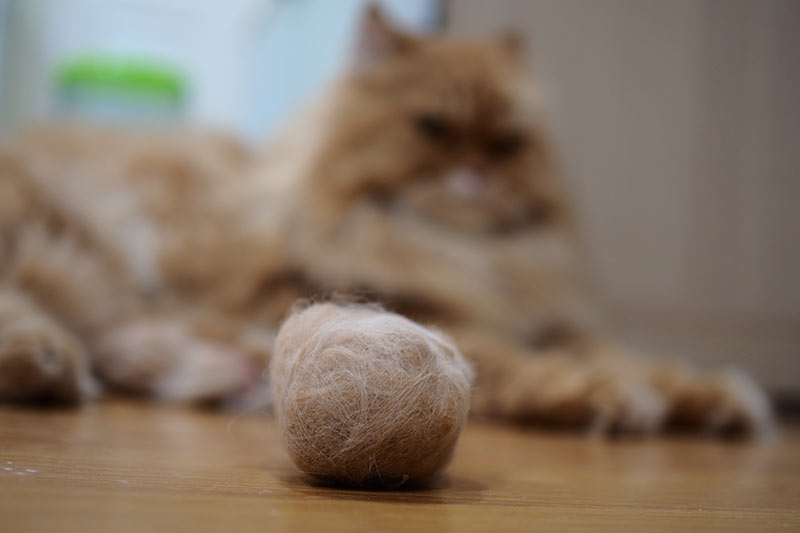 cat hairball trichobezoar causes symptoms  signs