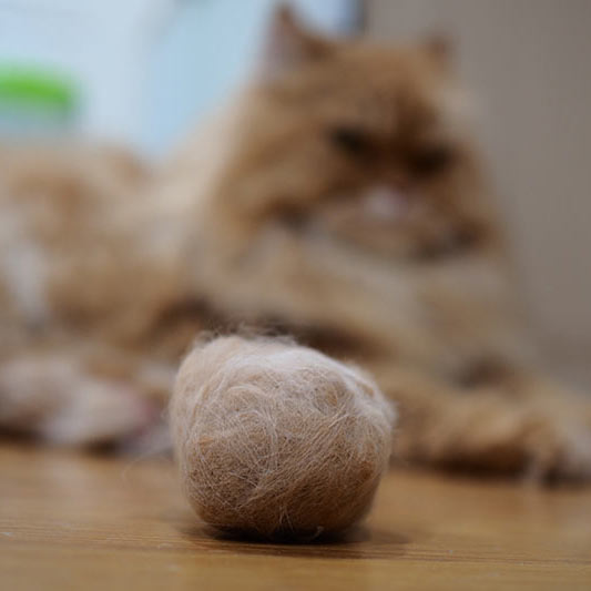 Cat Hairball (Trichobezoar) Causes, Symptoms & Signs