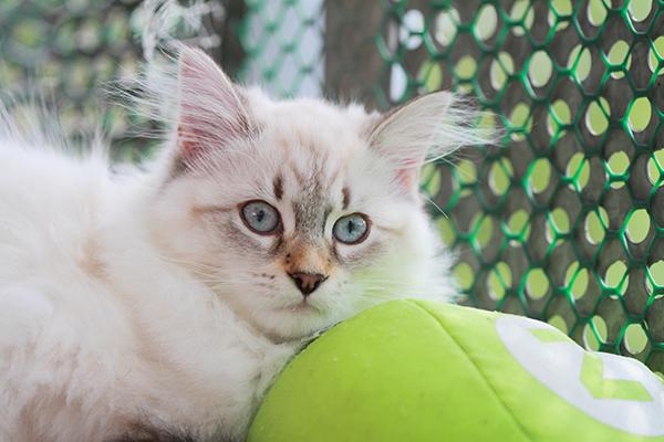 Cat in Crate in Cattery Boarding