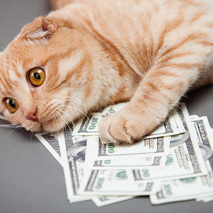 cat-lying-in-money