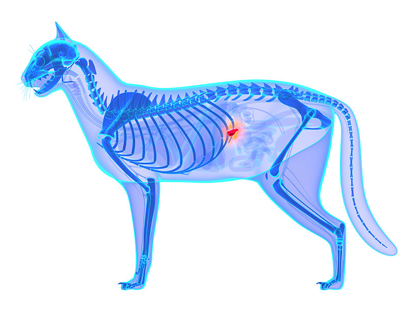 Pancreatitis In Cats Inflammation Of The Pancreas