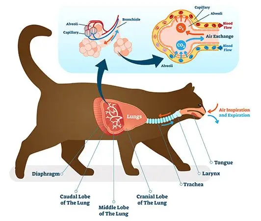 cat respiratory system illustration Pneumonia in cats: diagram of cat’s lungs and airways