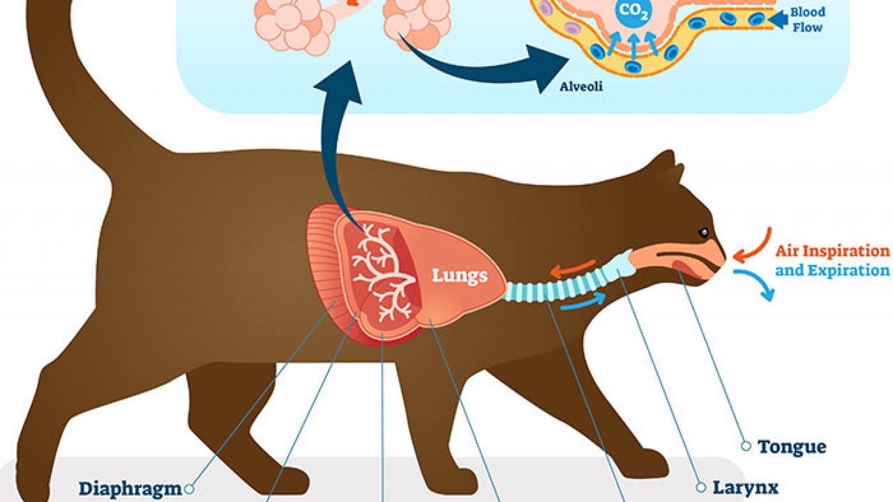 Pneumonia In Cats Bow Wow Meow