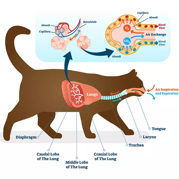 cat congested breathing after surgery