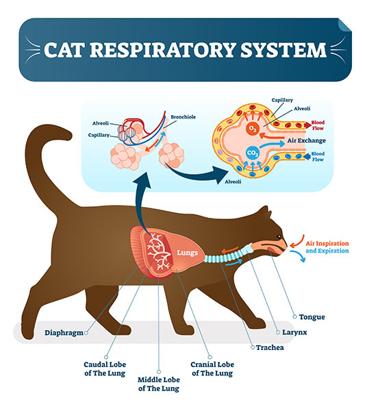 cat respiratory system illustration Pneumonia in cats: diagram of cat’s lungs and airways