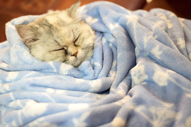Close up face of cute chinchilla persian cat sleep rest on sofa bed with wrapped blanket