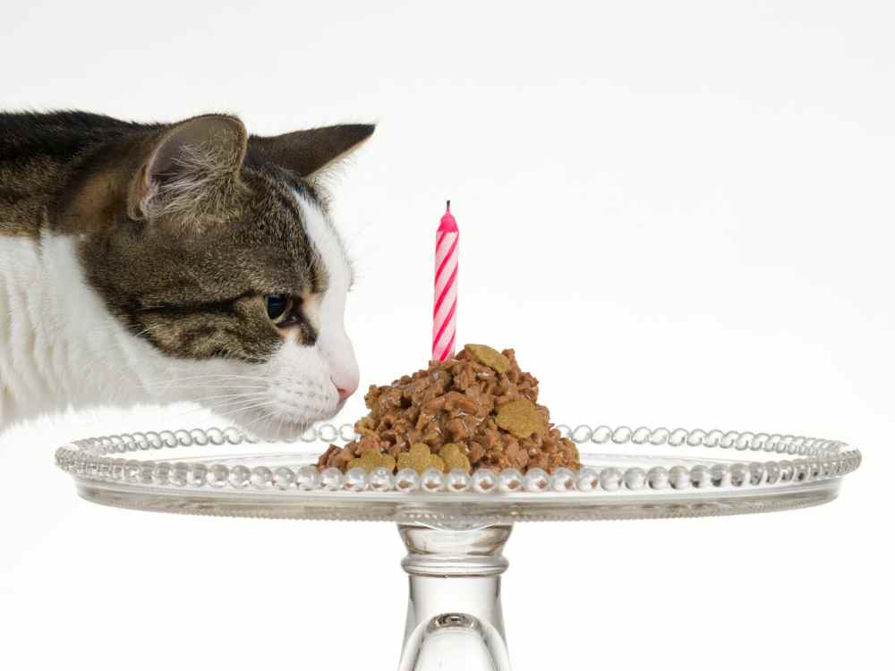 cat-smelling-food-birthday-cake-candle