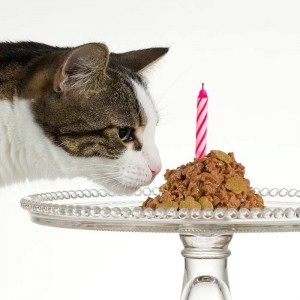 Planning the perfect birthday for your cat – let’s party!