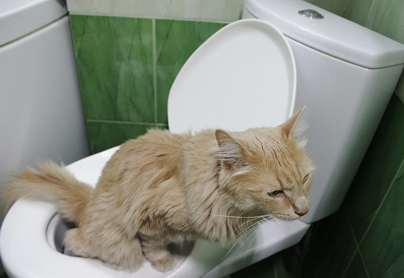 cat using flush toilet