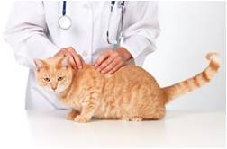 Cat with Vet